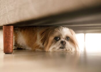 Music experts says 5 soothing songs will calm pets on Bonfire Night