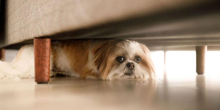 Music experts says 5 soothing songs will calm pets on Bonfire Night