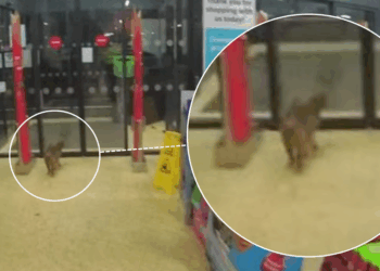 Police descend on Bingham Aldi store in dead-of-night emergency call-out... for a cat