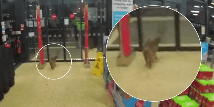 Police descend on Bingham Aldi store in dead-of-night emergency call-out... for a cat