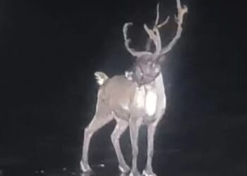 Royal Marines join hunt for reindeer after Santa’s grotto escape | UK | News