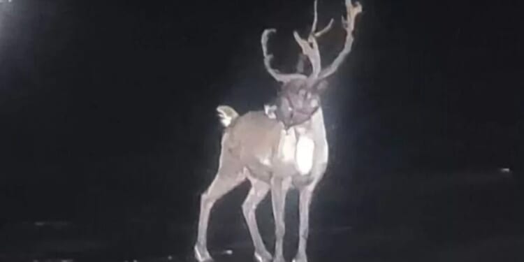 Royal Marines join hunt for reindeer after Santa’s grotto escape | UK | News