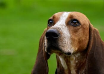 TV Data Guy Has Trends, Cracks Doggone Funny Joke on Popular Vote on Thanksgiving National Dog Show – RedState