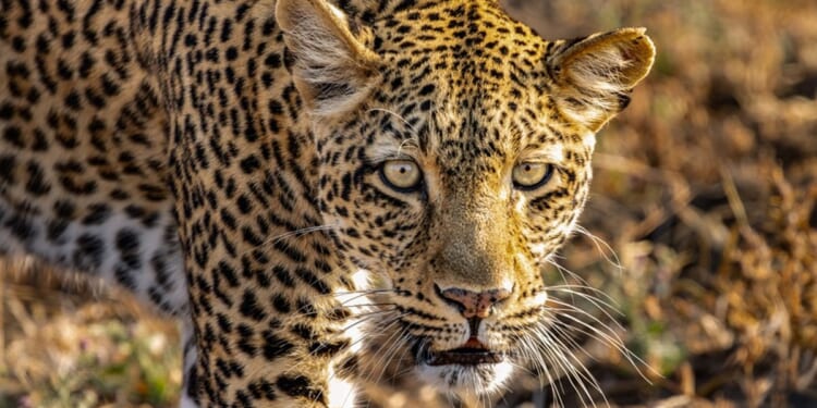 TV review: Kingdom and Caroline Flack: Search for the Truth