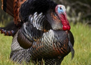 This Thanksgiving, Let's Talk Turkey – RedState