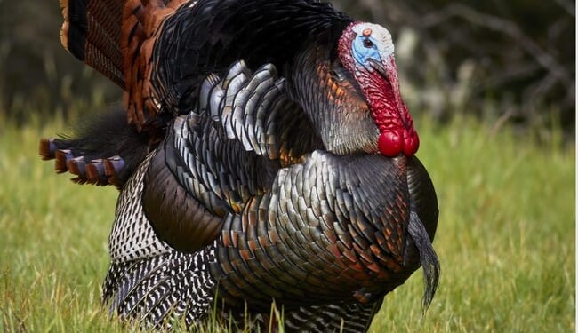 This Thanksgiving, Let's Talk Turkey – RedState