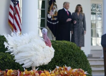 Trump's Hilarious Pardon for Thanksgiving Turkeys, Gobble and Waddle – RedState
