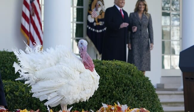 Trump's Hilarious Pardon for Thanksgiving Turkeys, Gobble and Waddle – RedState
