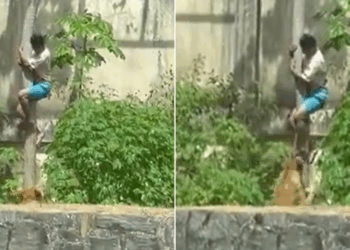 Teenager mauled to death by lion at zoo after climbing into enclosure in front of shocked onlookers