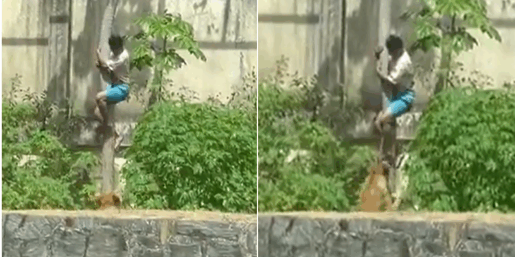 Teenager mauled to death by lion at zoo after climbing into enclosure in front of shocked onlookers