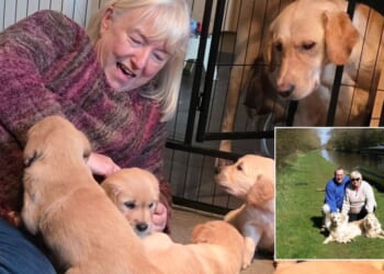 Welsh widow meets guide dog 'grandpups' continuing late husband’s legacy