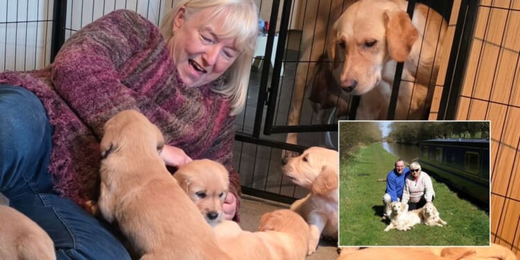Welsh widow meets guide dog 'grandpups' continuing late husband’s legacy