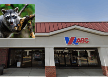 Raccoon discovered drunk and passed out in liquor store after raiding shelves of Scotch whisky overnight