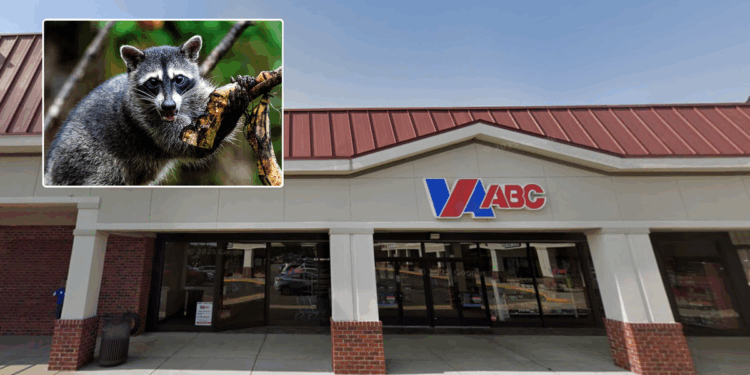 Raccoon discovered drunk and passed out in liquor store after raiding shelves of Scotch whisky overnight