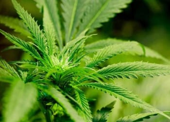 The Supreme Court Should Hear Case Seeking to Overturn Gonzales v. Raich