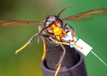 Asian hornets: Battle to save Britain's bees begins as invasive species marches north