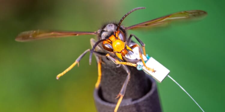 Asian hornets: Battle to save Britain's bees begins as invasive species marches north