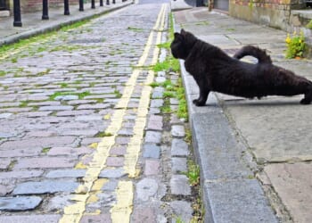 Labour rejects major driving law changes in blow to thousands despite landmark petition demanding change