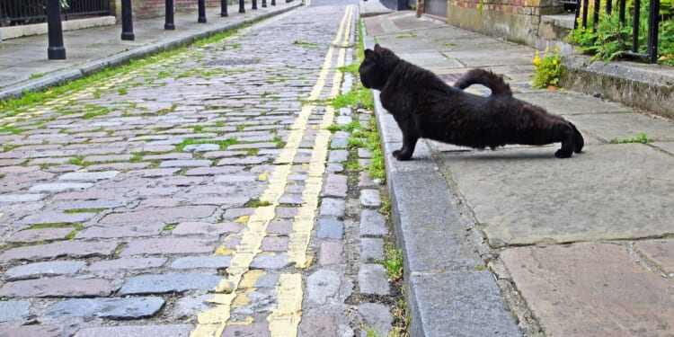 Labour rejects major driving law changes in blow to thousands despite landmark petition demanding change