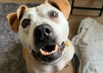 Dog nicknamed 'Captain Cuddles' finally rehomed after spending over 1,000 days in kennel