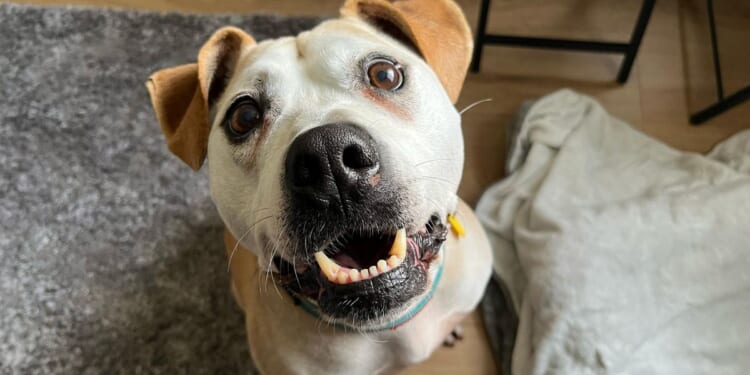 Dog nicknamed 'Captain Cuddles' finally rehomed after spending over 1,000 days in kennel