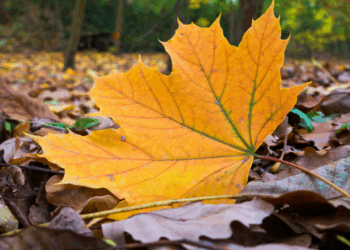 Pensioner slapped with £250 littering fine for 'spitting out leaf that blew into his mouth'
