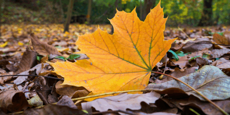 Pensioner slapped with £250 littering fine for 'spitting out leaf that blew into his mouth'