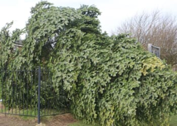 Christmas tree chopped down just hours after lights switched on