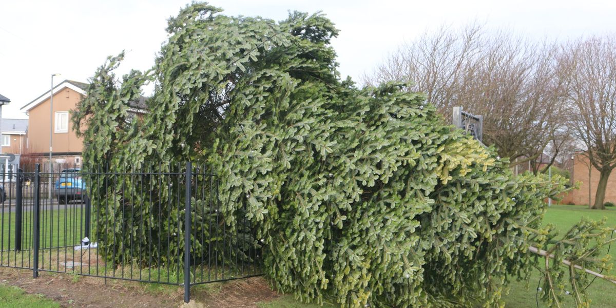 Christmas tree chopped down just hours after lights switched on