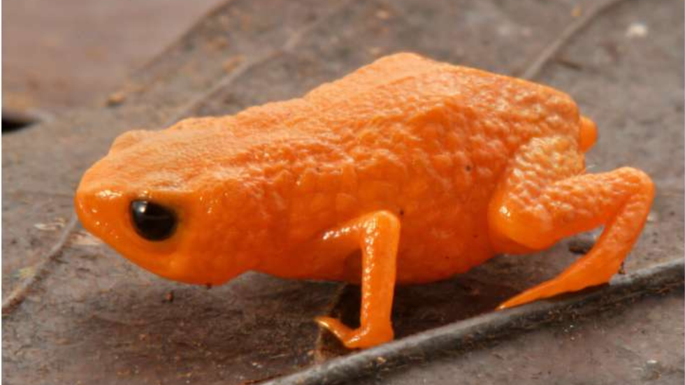 Pumpkin toadlet