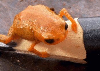 Science breakthrough as new tiny 'pumpkin toad' discovered hidden in depths of Brazilian tropical jungle