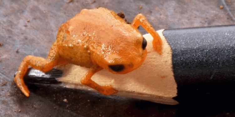 Science breakthrough as new tiny 'pumpkin toad' discovered hidden in depths of Brazilian tropical jungle