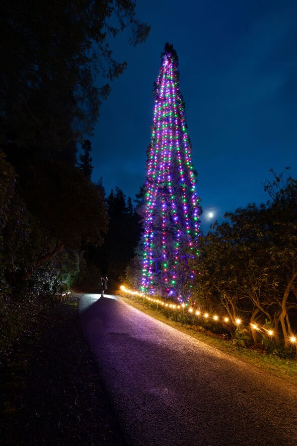 Cragside Christmas tree Cragside Christmas tree