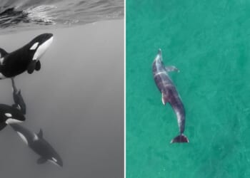 Orcas and dolphins are now hunting together in major scientific discovery