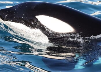 Scientists use drones to detect deadly virus in Arctic animal's' breath in concerning discovery