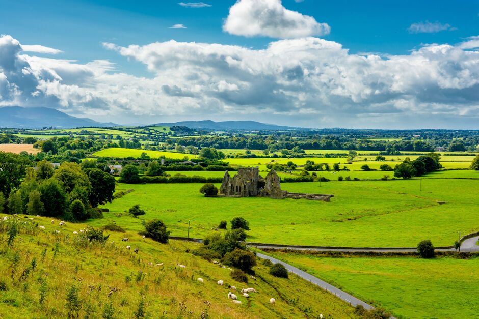 Herd Of Cattle In Landscape Of Tipperary In Ireland