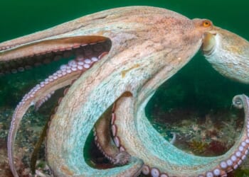 2025 hailed as ‘year of the octopus’ as record numbers spotted off English coast