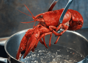 Boiling live lobsters set to be outlawed under Labour’s animal rights crackdown