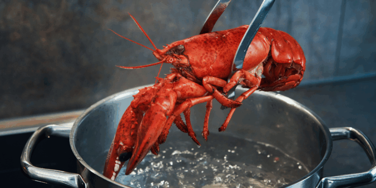 Boiling live lobsters set to be outlawed under Labour’s animal rights crackdown
