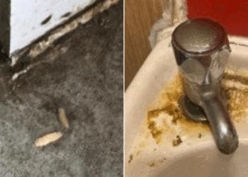 Squirming maggots discovered in 'very dirty' pizza takeaway