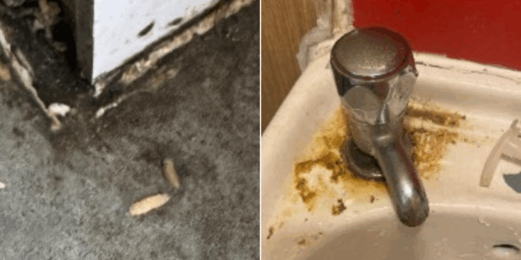 Squirming maggots discovered in 'very dirty' pizza takeaway