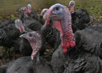 Jack Carson reveals Britain's most popular part of a Christmas dinner