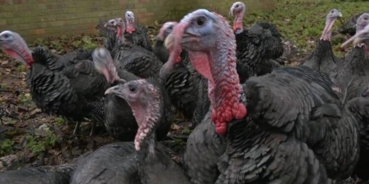 Jack Carson reveals Britain's most popular part of a Christmas dinner