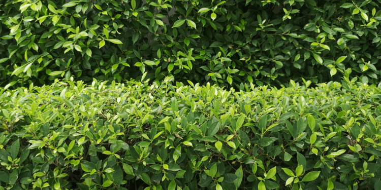 Merseyside pensioner forced to cut back 'obstructive' hedge after headed row with 'nosy' resident
