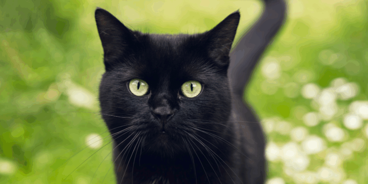 Cat returns to Cambridgeshire home five years after disappearing