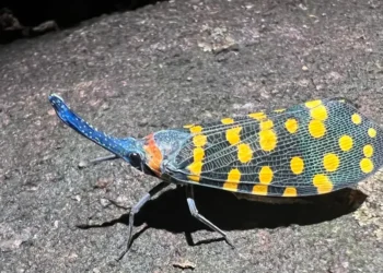 Scientists discovering NEW species faster than ever, including animals, plants and fungi