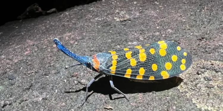 Scientists discovering NEW species faster than ever, including animals, plants and fungi