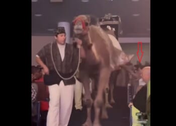 Attendee injured by camel during megachurch Chritmas show