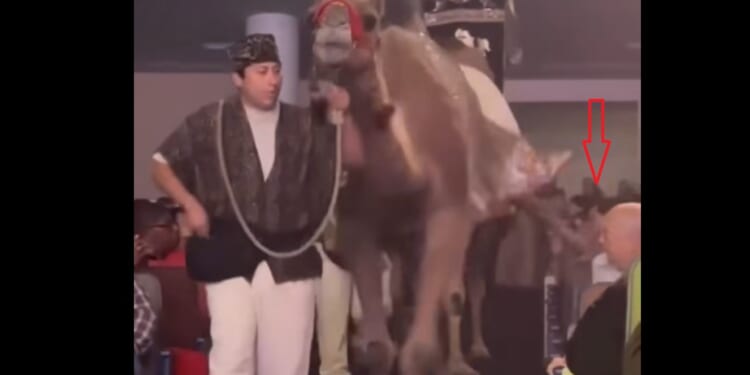 Attendee injured by camel during megachurch Chritmas show
