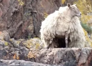 Britain's loneliest sheep pregnant with twins two years after being rescued in Scotland